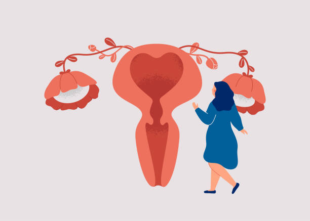 Calculateur de cycle menstruel